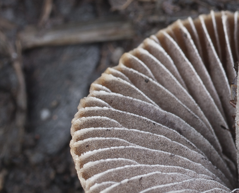 Psathyrella longicauda